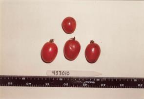 Click for 3 image(s) for this accession. FRUIT